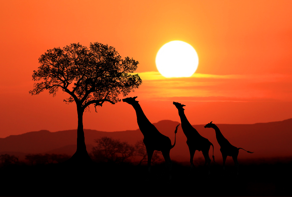 Reisen Sie mit Grosman Tour nach Afrika